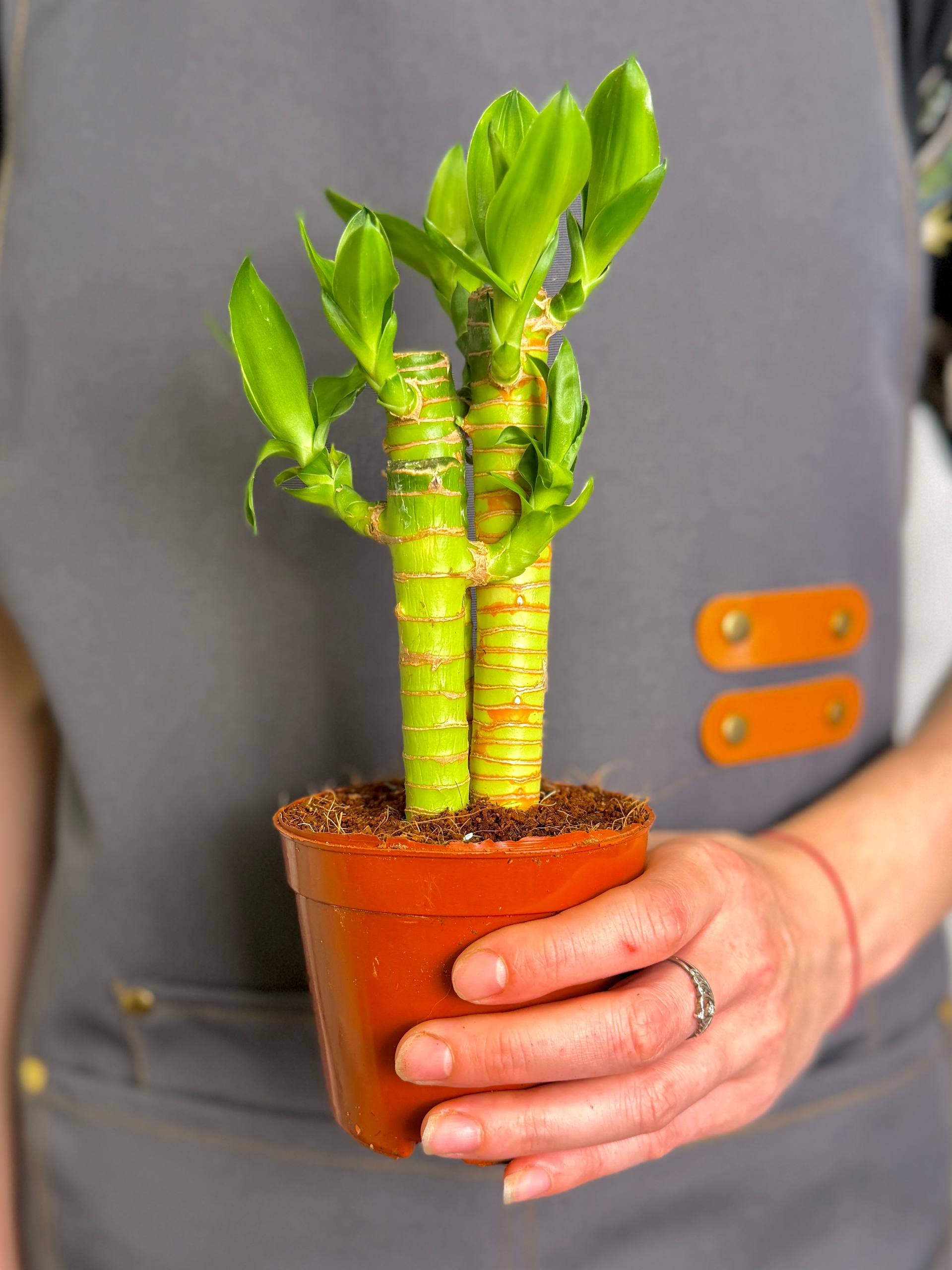 Бамбук Лаки, Драцена Сандериана (Dracaena Sanderiana Lucky Bamboo) D9см