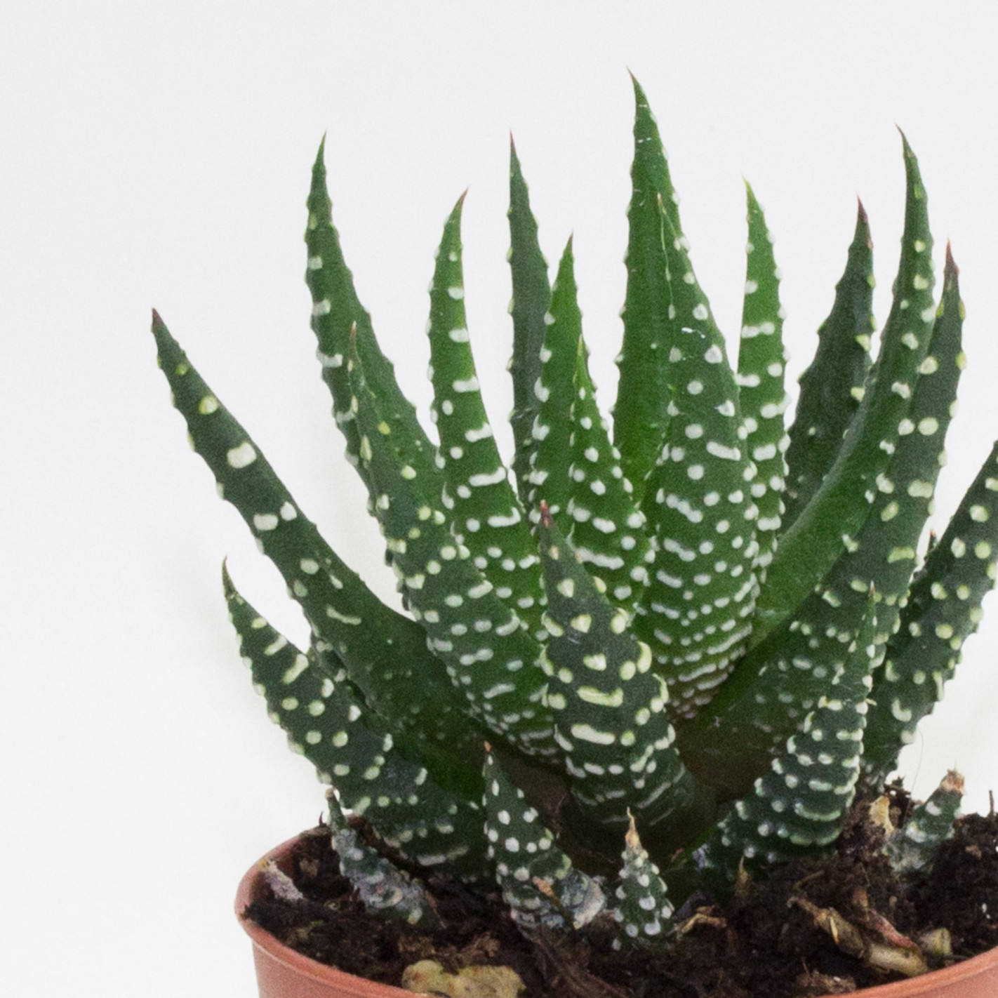 Хавортия Супер Фасциата (Haworthia Superfasciata) D5см