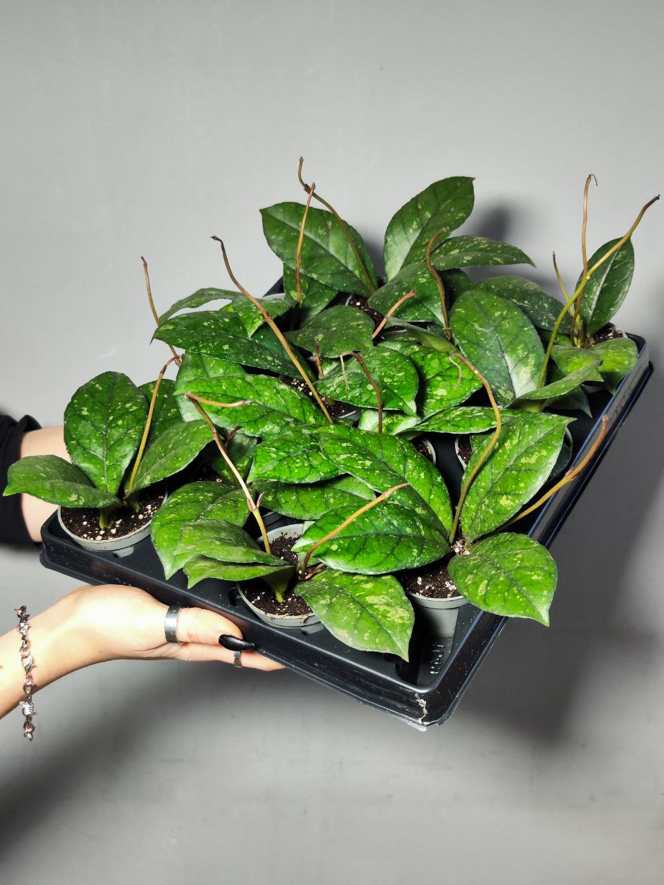 Хойя Каллистофилла Сплеш (Hoya Callistophylla Splash) D6см
