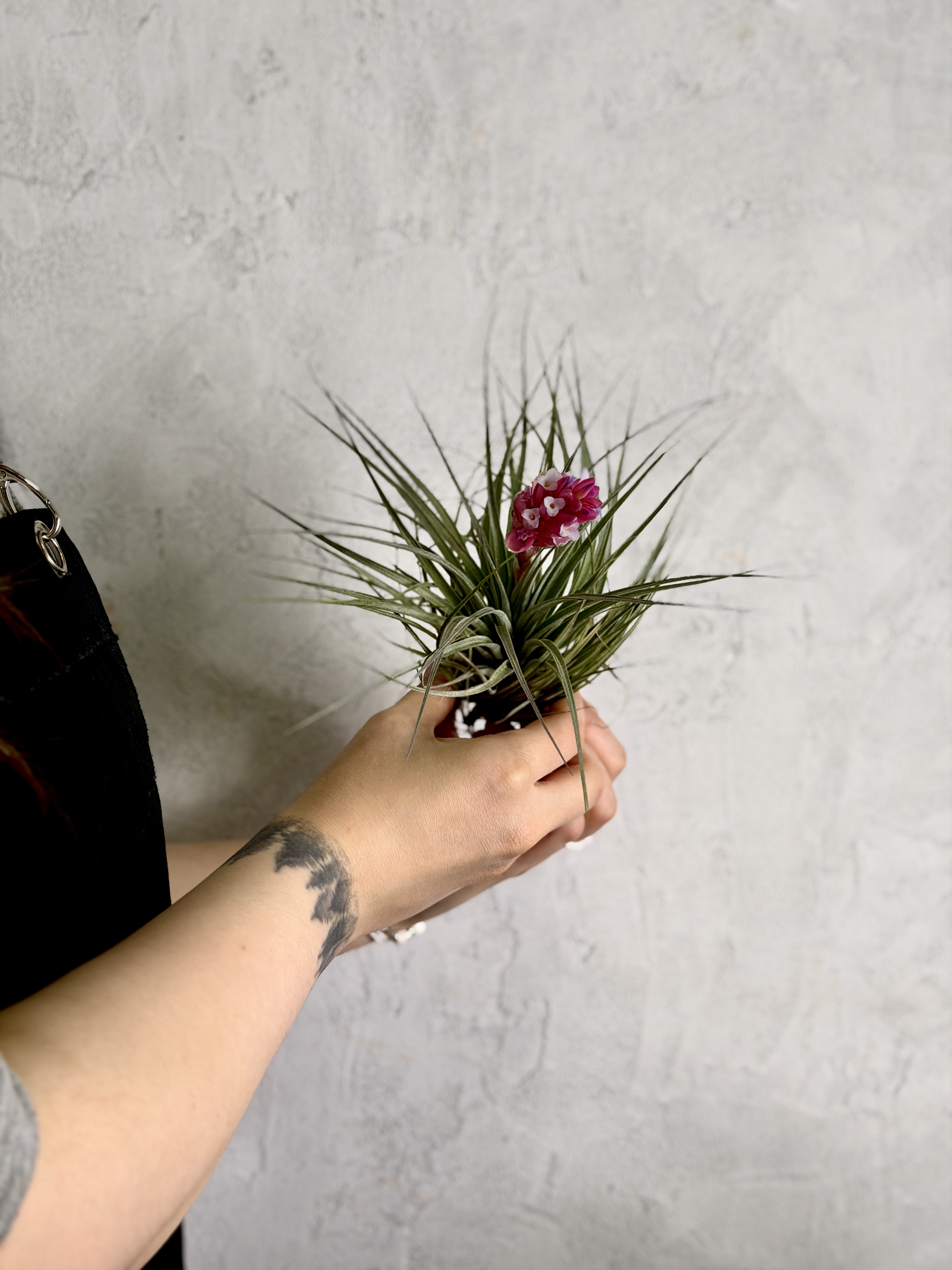 Тилландсия Хьюстон XL (Tillandsia Houston XL)
