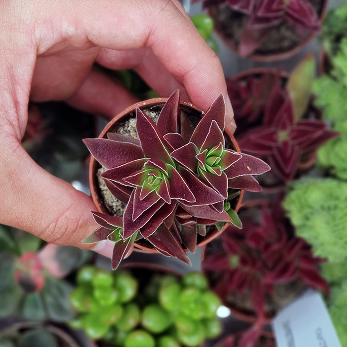 Крассула Капителла Рубра (Crassula Capitella Rubra) D5см
