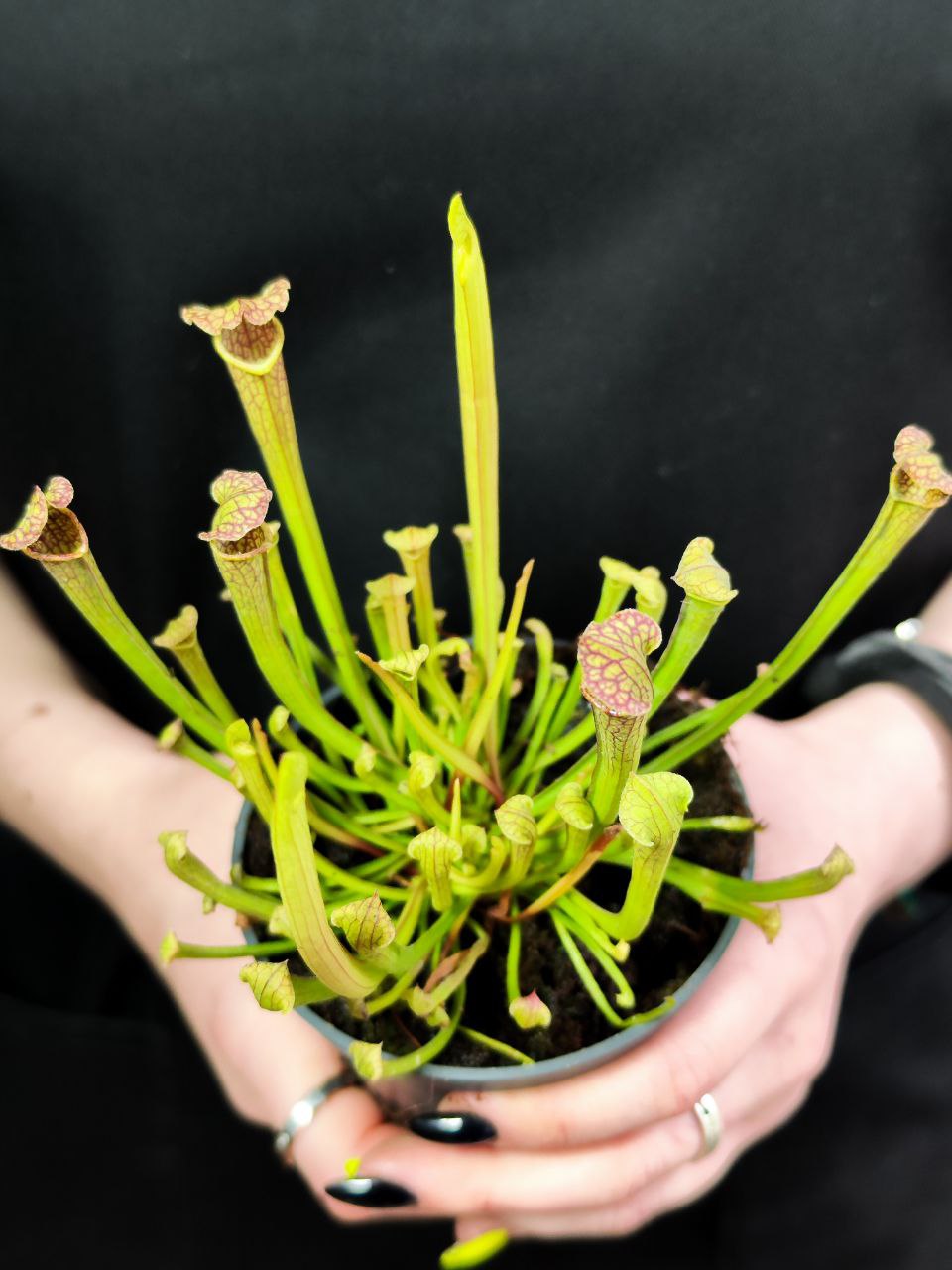 Саррацения Фарнхами (Sarracenia Farnhami) D9cм