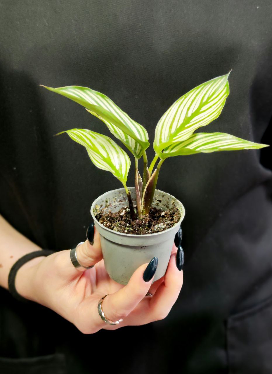 Калатея Витатта (Calathea Species Vittata) D6см