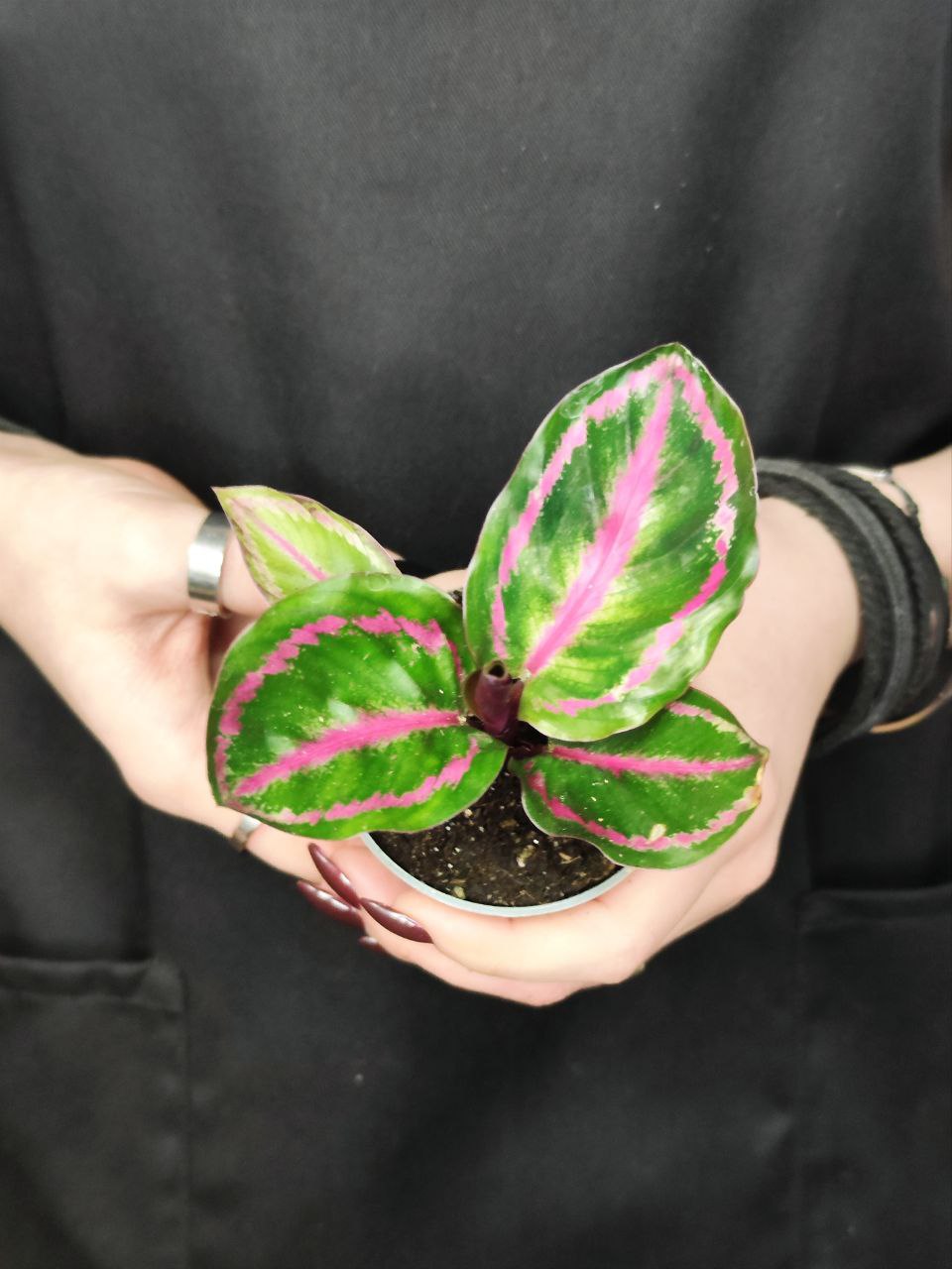 Калатея Розеопикта Иллюстрис (Calathea Roseopicta Illustrious) D6см