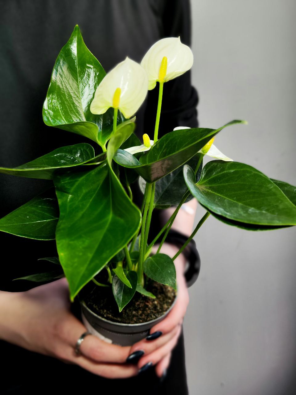 Антуриум Андре Вайт (Белый) (Anthurium Аndraeanum White) D9см