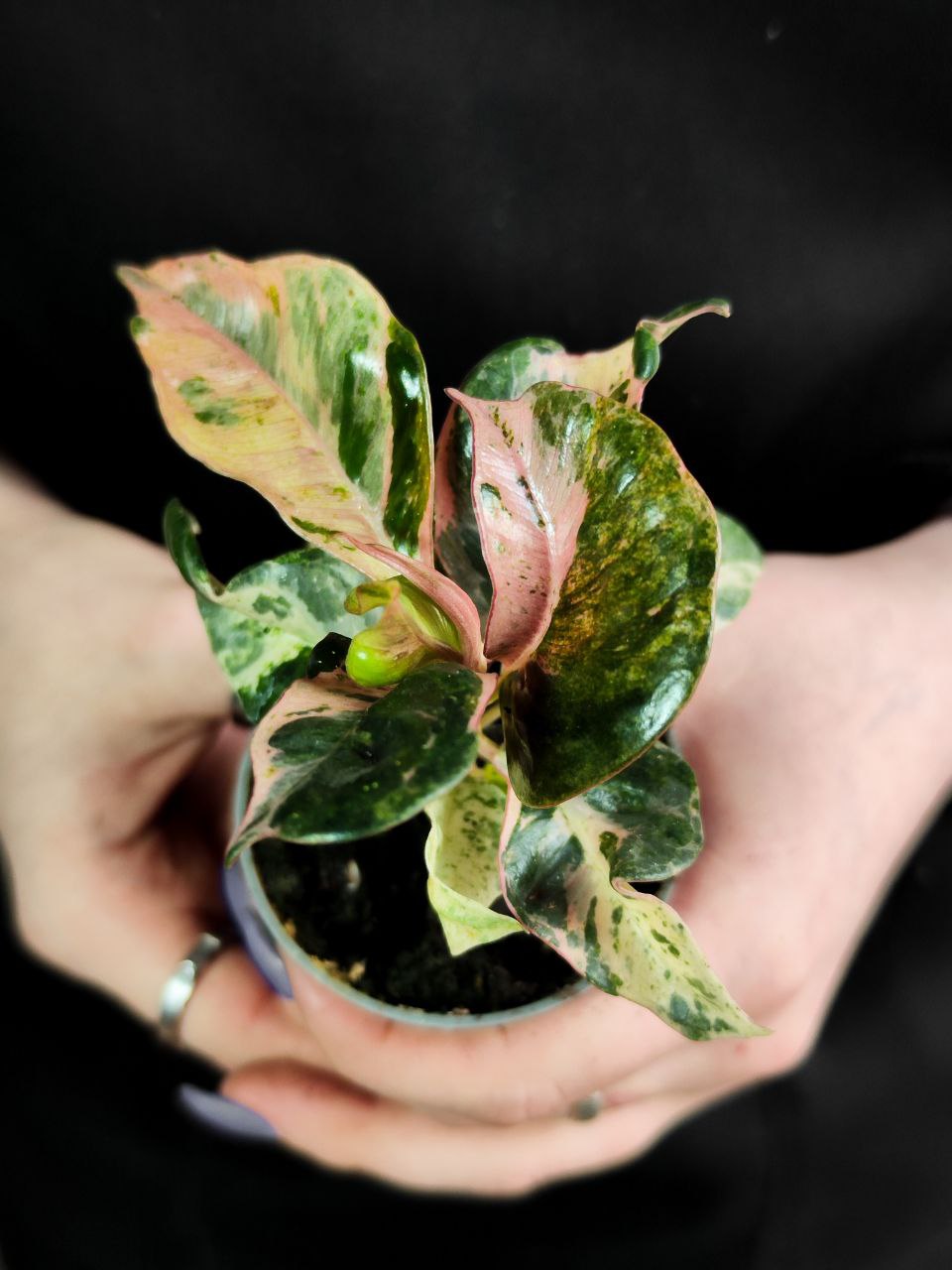 Фикус Эластика Шривериана Муншайн (Ficus Elastica Shivereana cv Moonshine) D6см