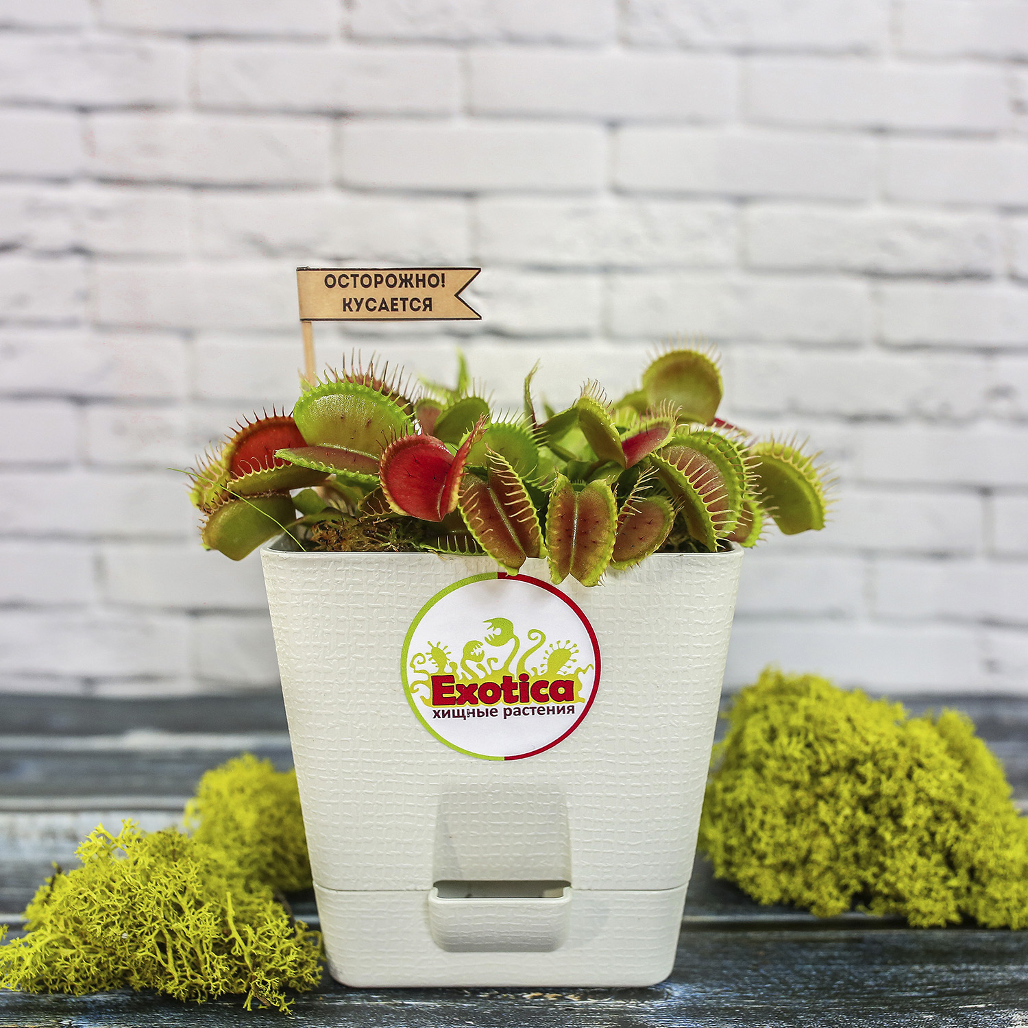 Венерина Мухоловка (Dionaea Muscipula) пересаженная D12см квадрат