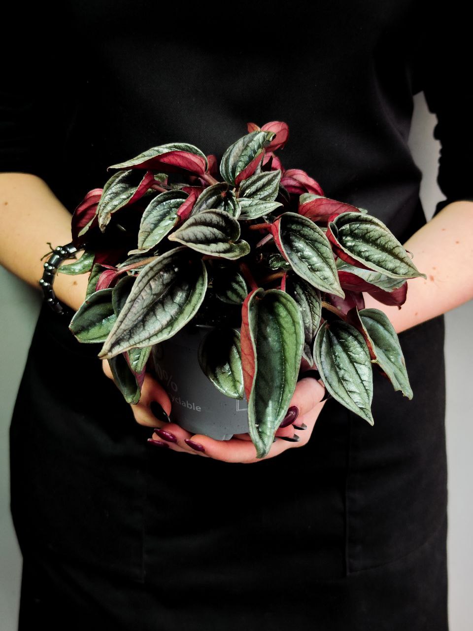 Пеперомия Россо (Peperomia Rosso) D11см
