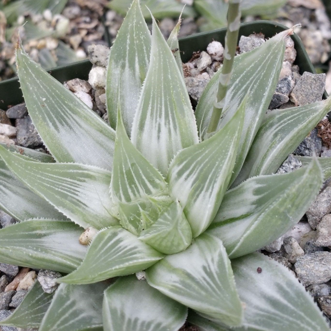 Хавортия Ретуза Уайт Хост (Haworthia Retusa White Ghost) D5см