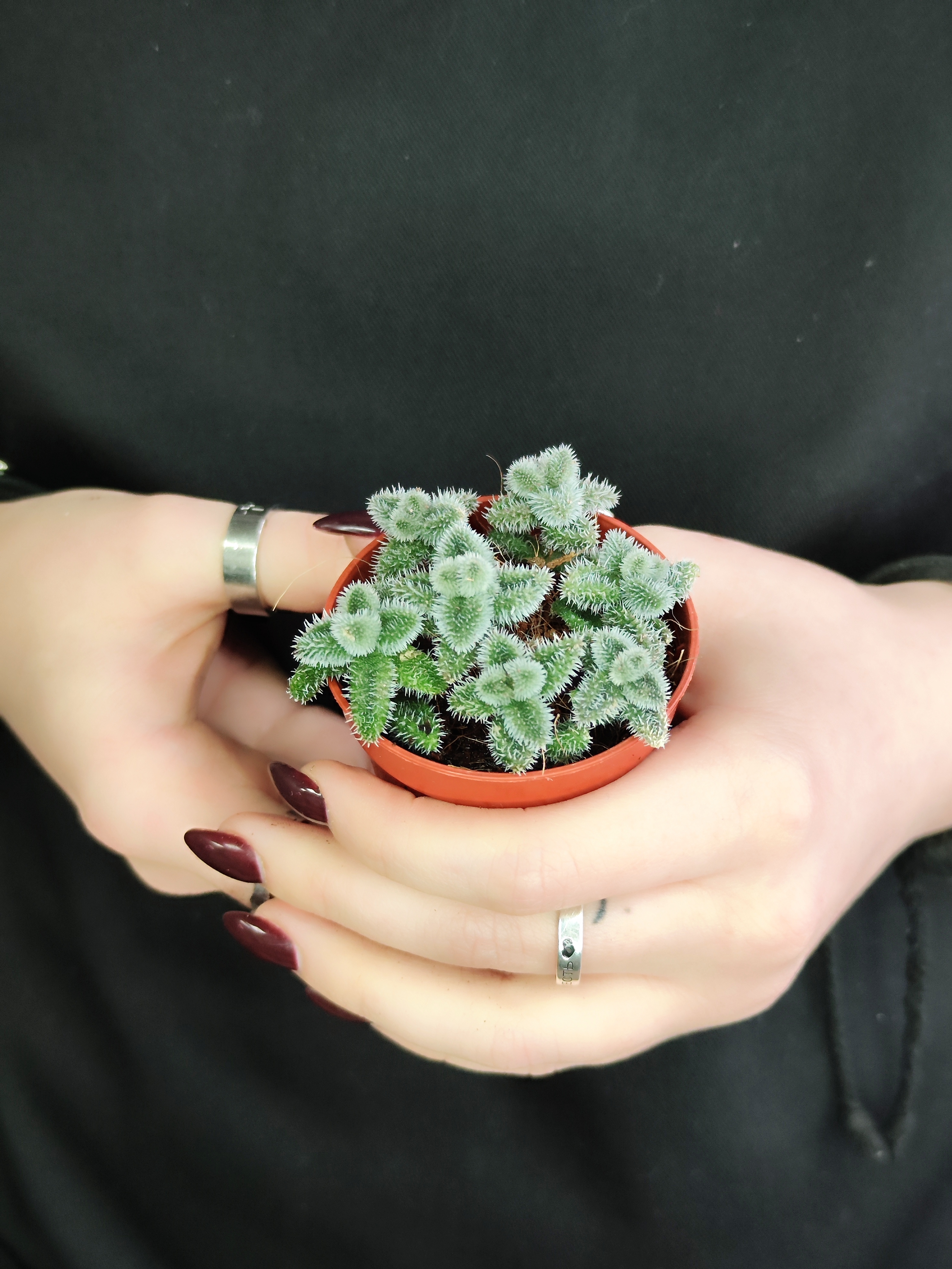 Делосперма Эхинатум (Delosperma Echinatum) D5см