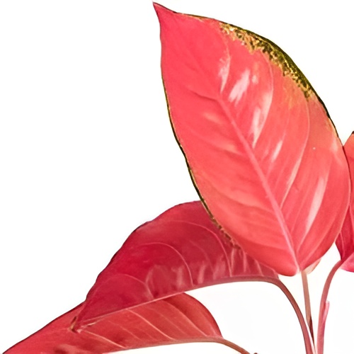 Аглаонема Красный Дракон (Aglaonema Red Dragon) D6см