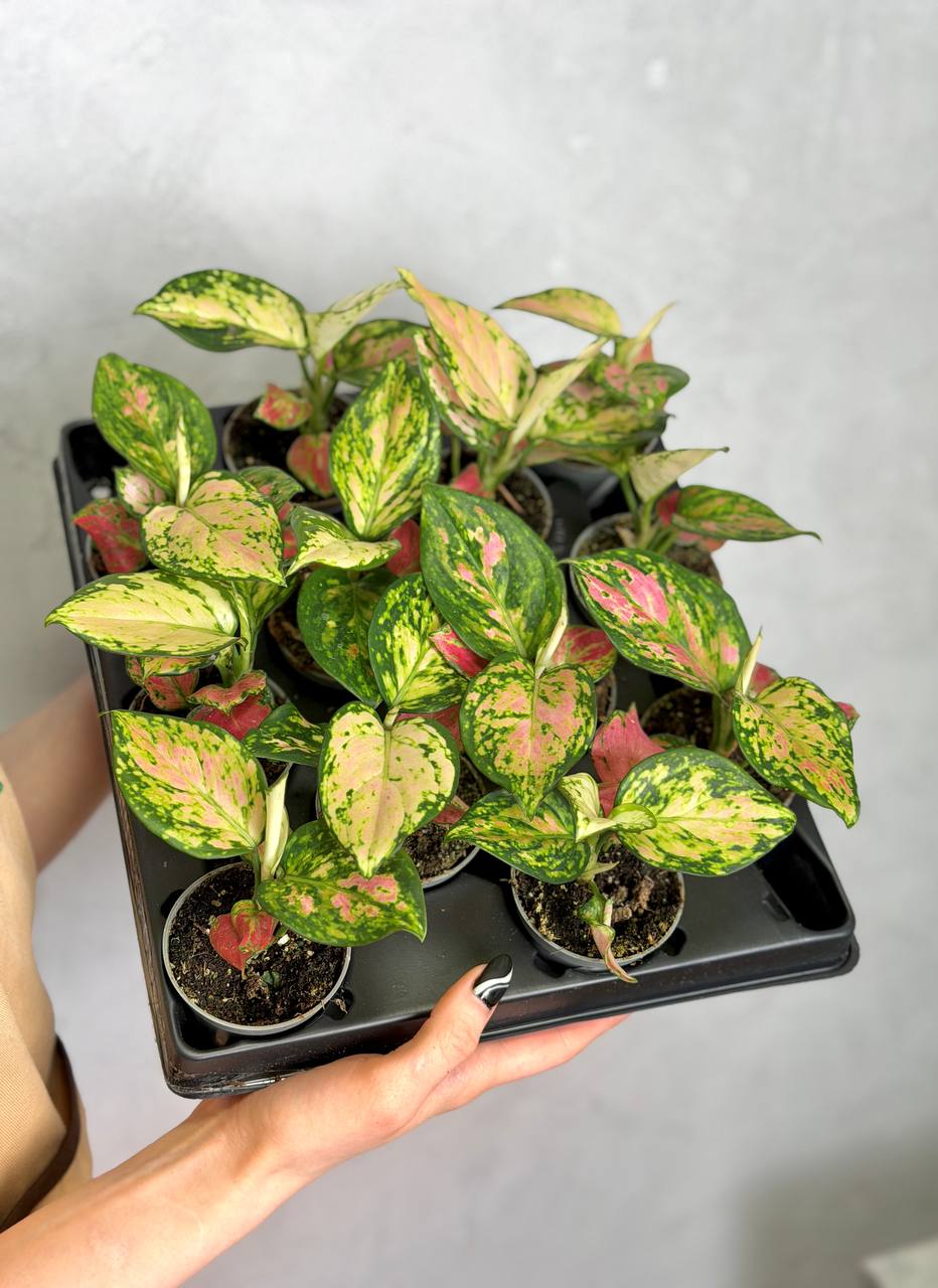 Аглаонема Бьюти (Aglaonema Beauty) D6см