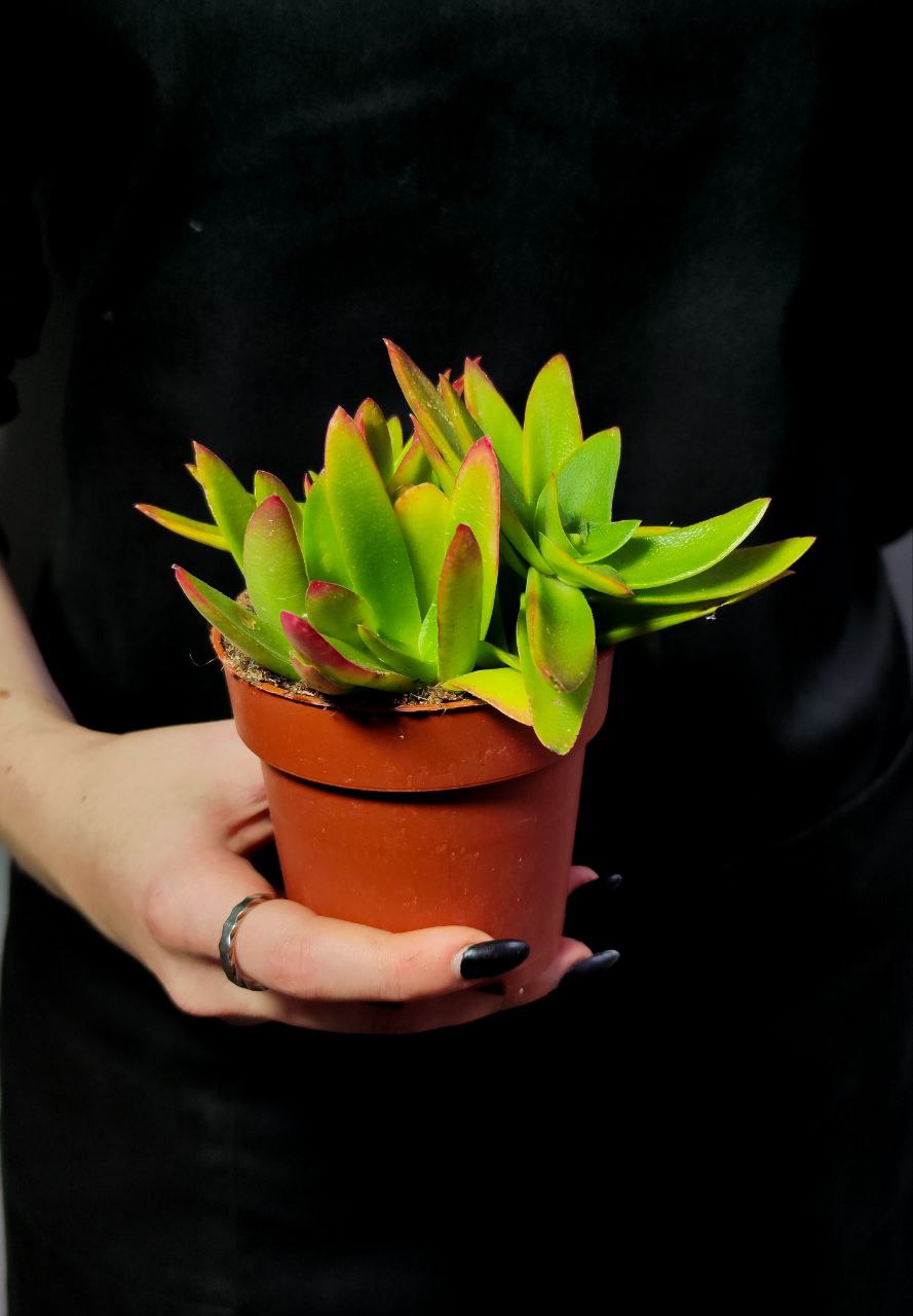 Крассула Капителла Кэмпфайер Ред (Crassula Capitella Campfire Red) D8,5см