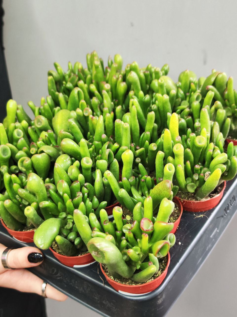 Крассула Корал (Crassula Coral) D5см