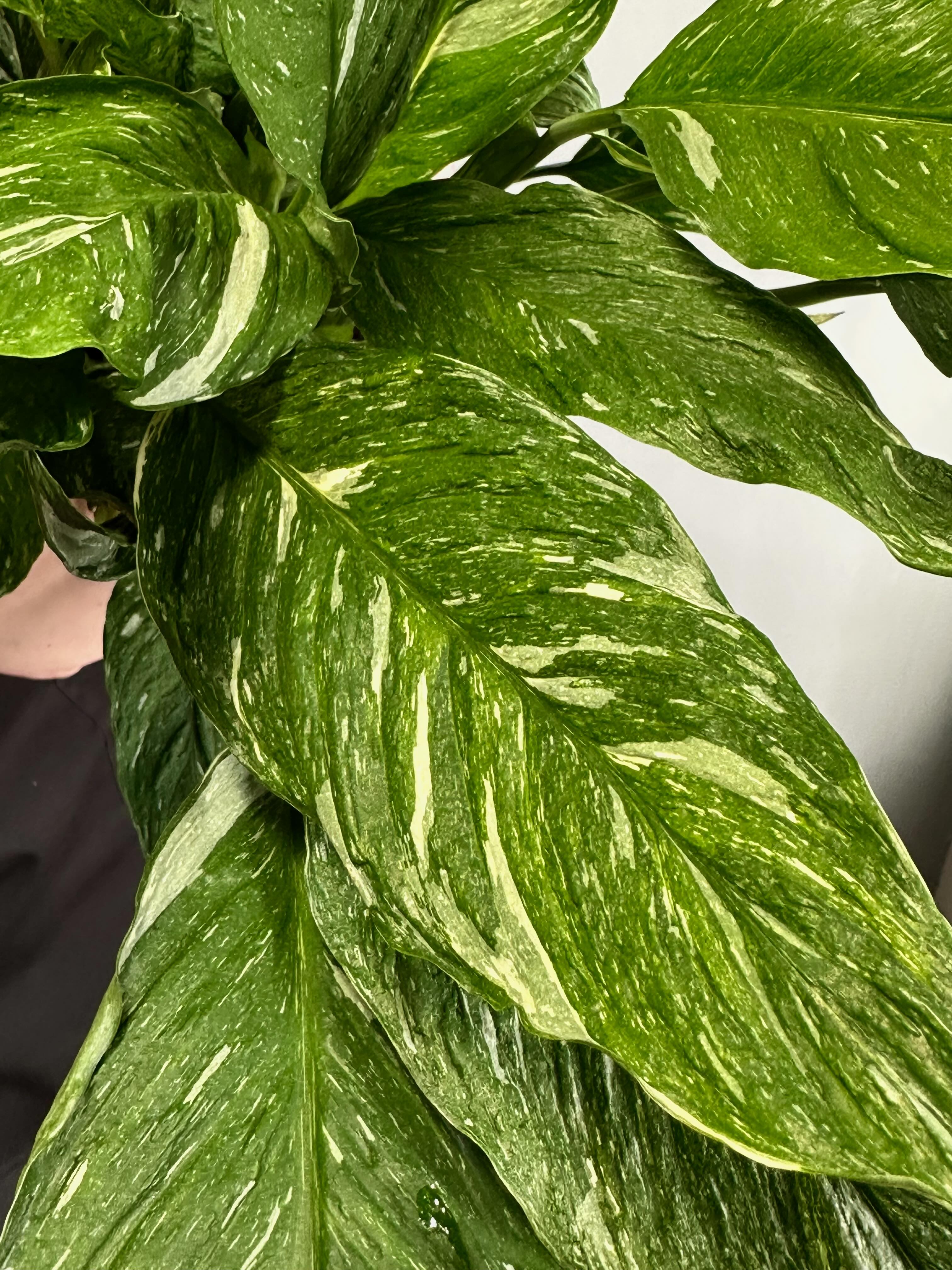 Спатифиллум Вариегатный Даймонд (Spathiphyllum Diamond Variegated) D14см