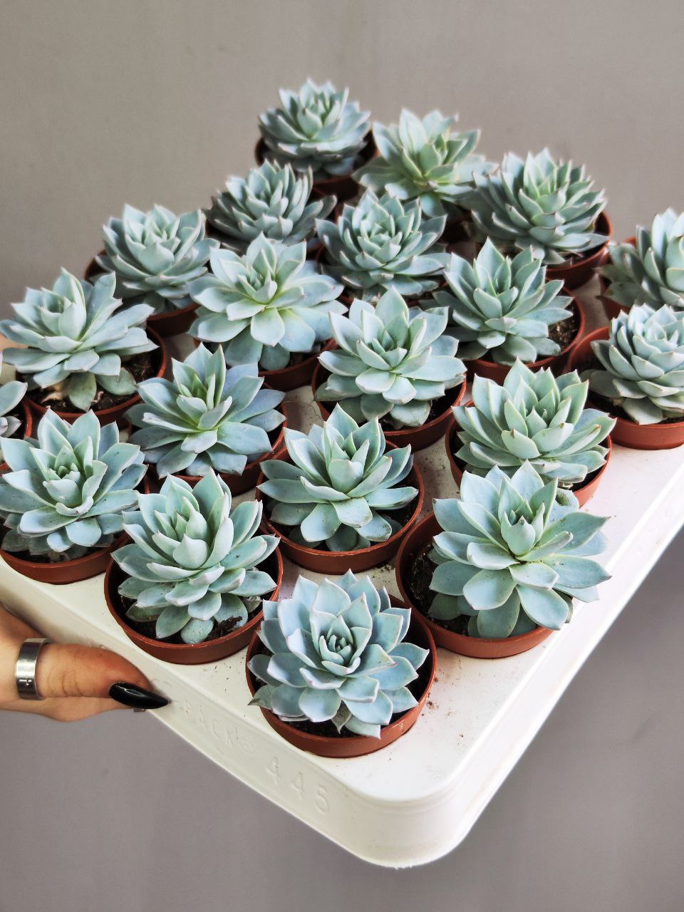 Эхеверия «Блю Бёрд» (Echeveria Blue Bird) D5см