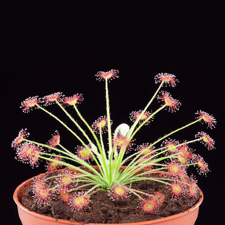 Росянка Парадокса (Drosera Paradoxa) D9см