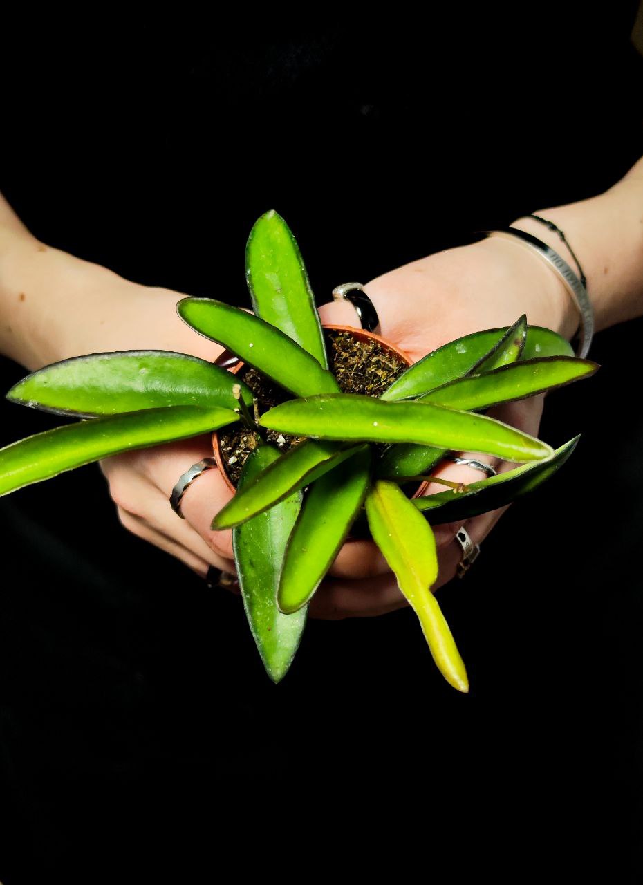 Хойя Вайети Грин (Hoya Wayetii Green) D6см