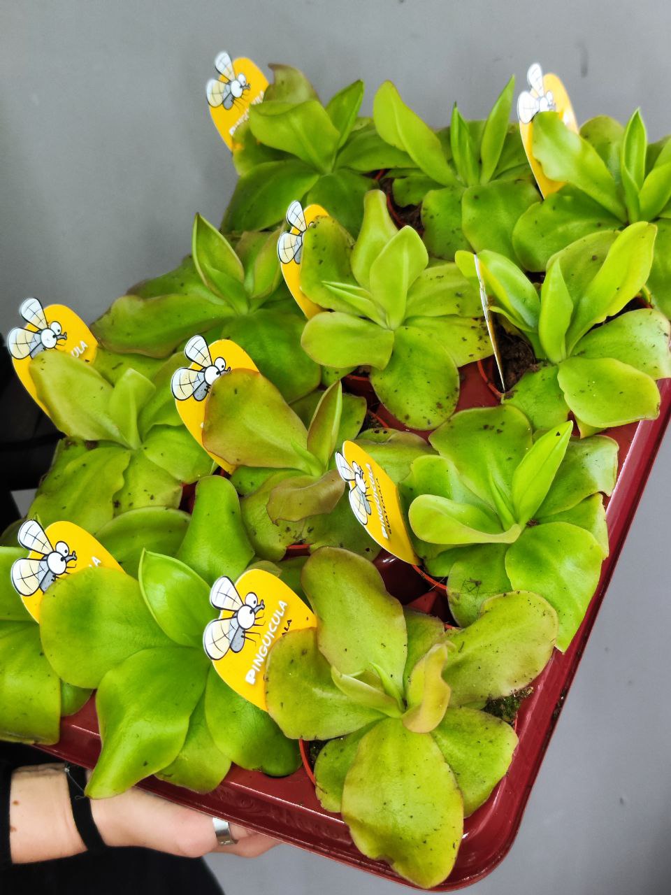 Жирянка Гватемала (Pinguicula Guatemala) D9см