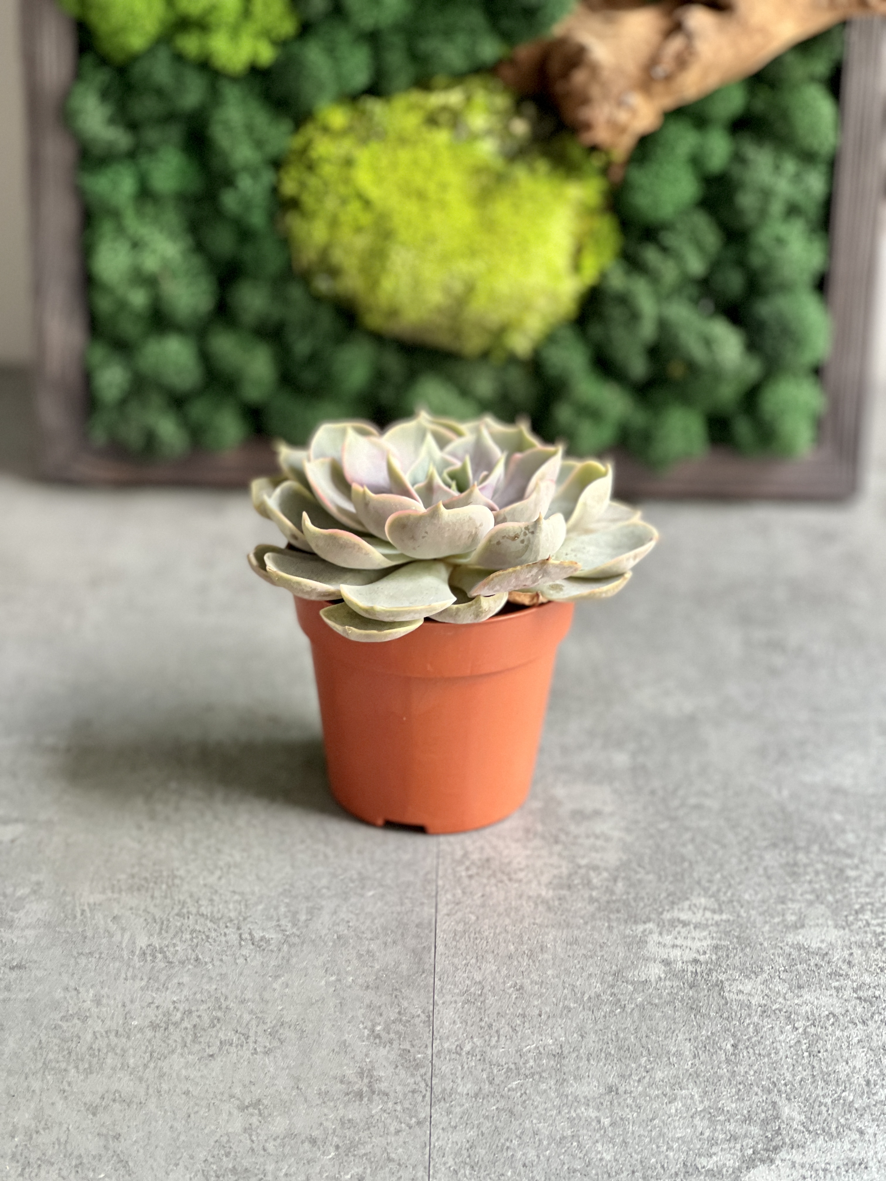 Эхеверия Блю Лотус (Echeveria Blue Lotus) D8,5см