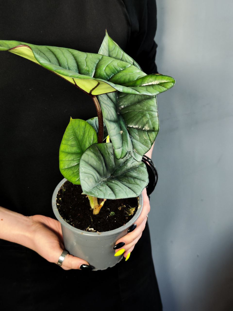 Алоказия Бисма Платинум (Alocasia Bisma Platinum) D12см