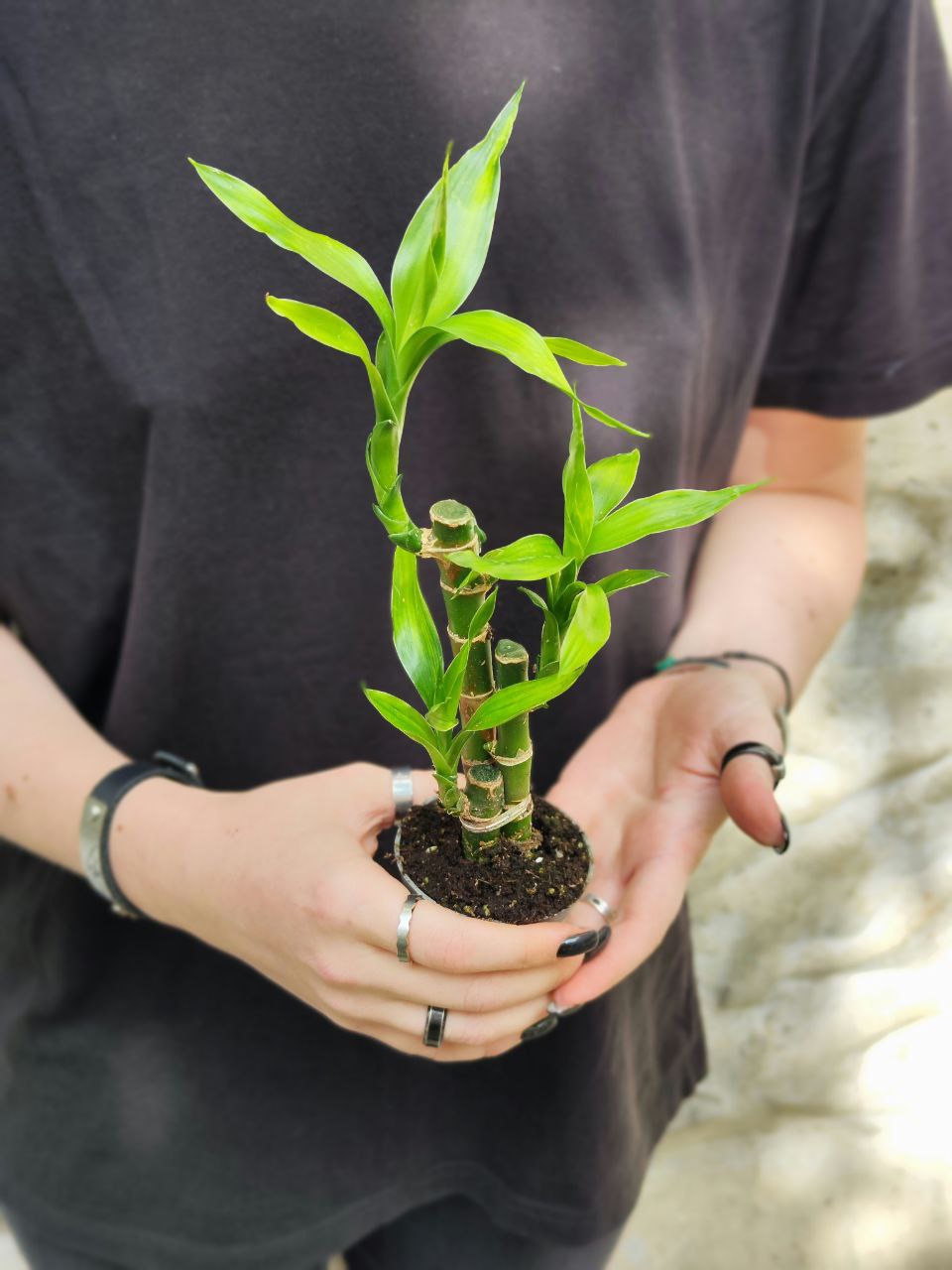 Бамбук Лаки, Драцена Сандериана (Dracaena Sanderiana Lucky Bamboo) D6см