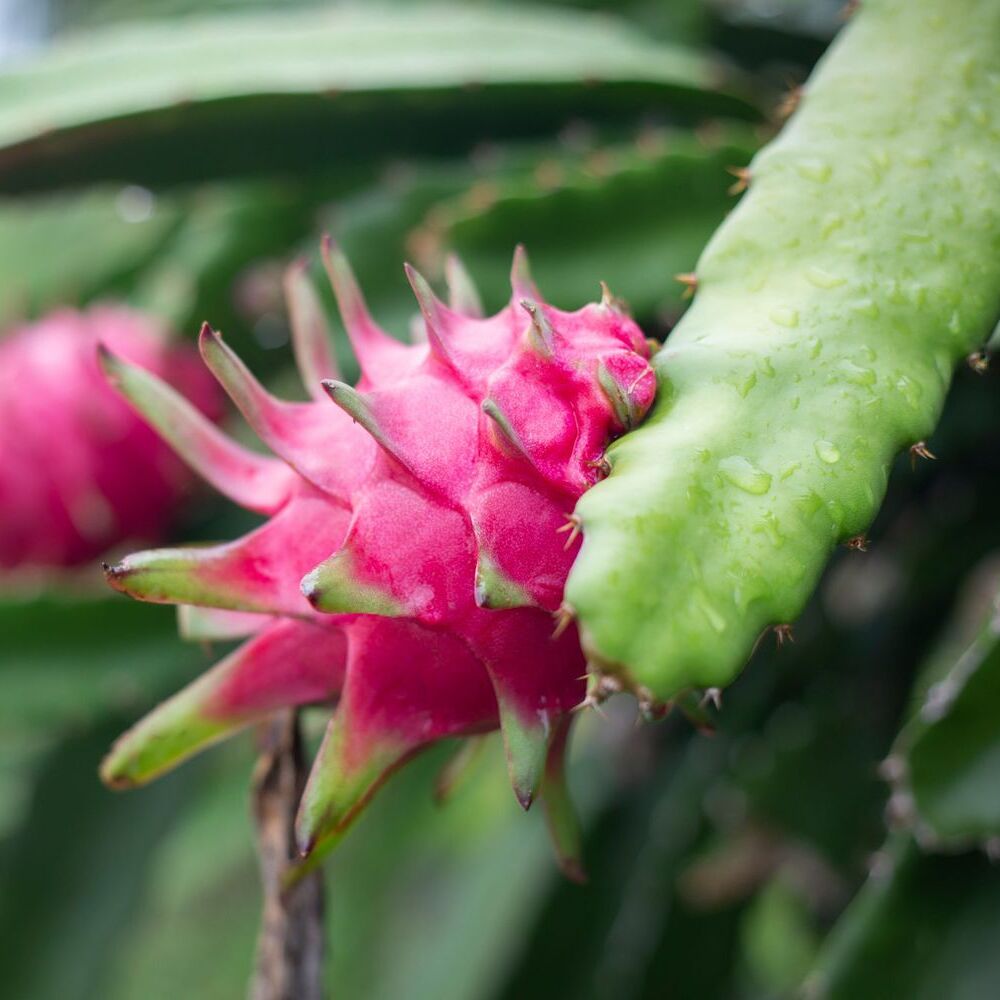 Кактус Гилоцереус или Хилоцереус Трехгранный (Питайя) (Hylocereus Undatus) D5см