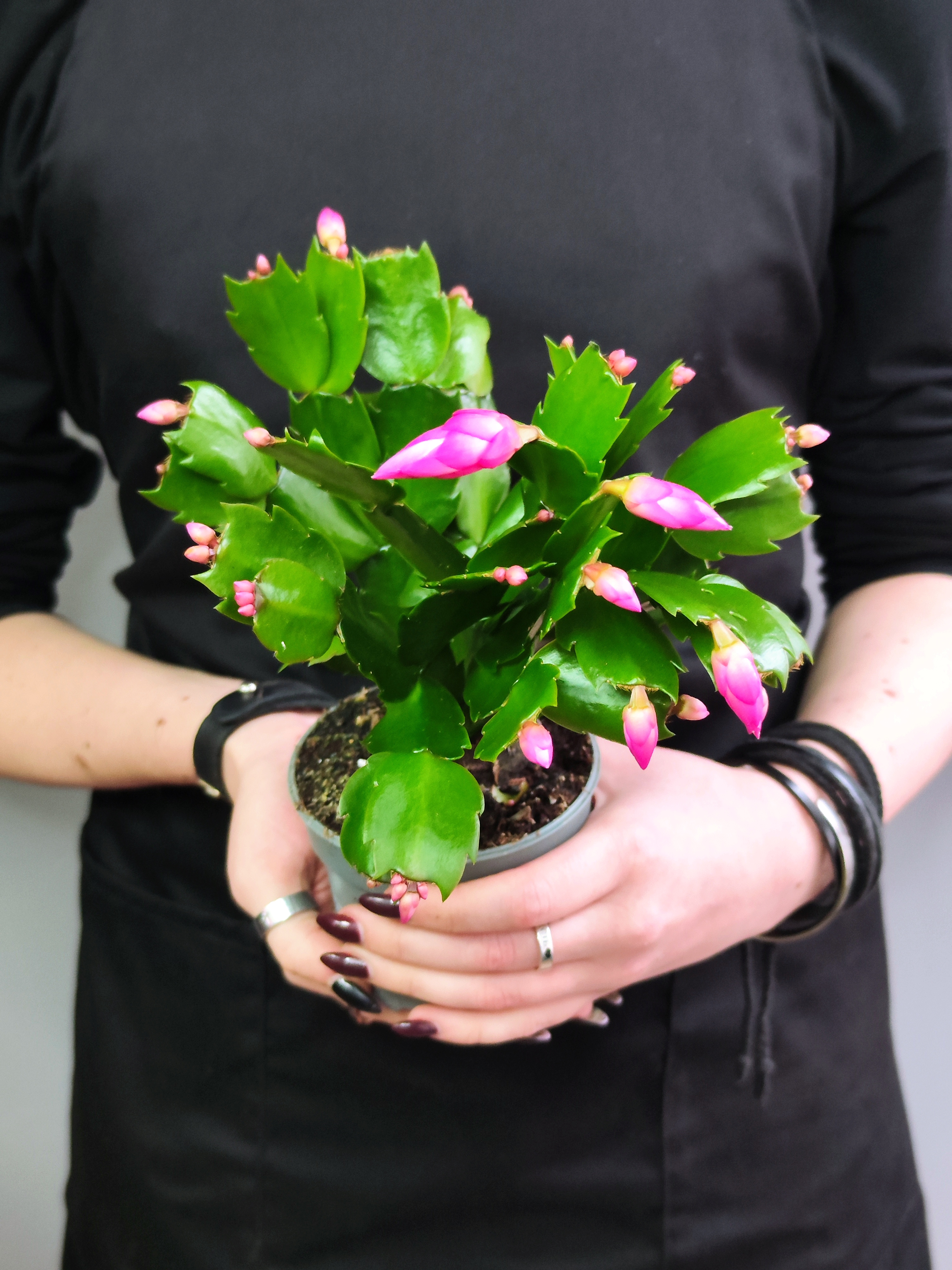 Декабрист Розовый, или Шлюмбергера (Schlumbergera Tendenza Rosa) D9см