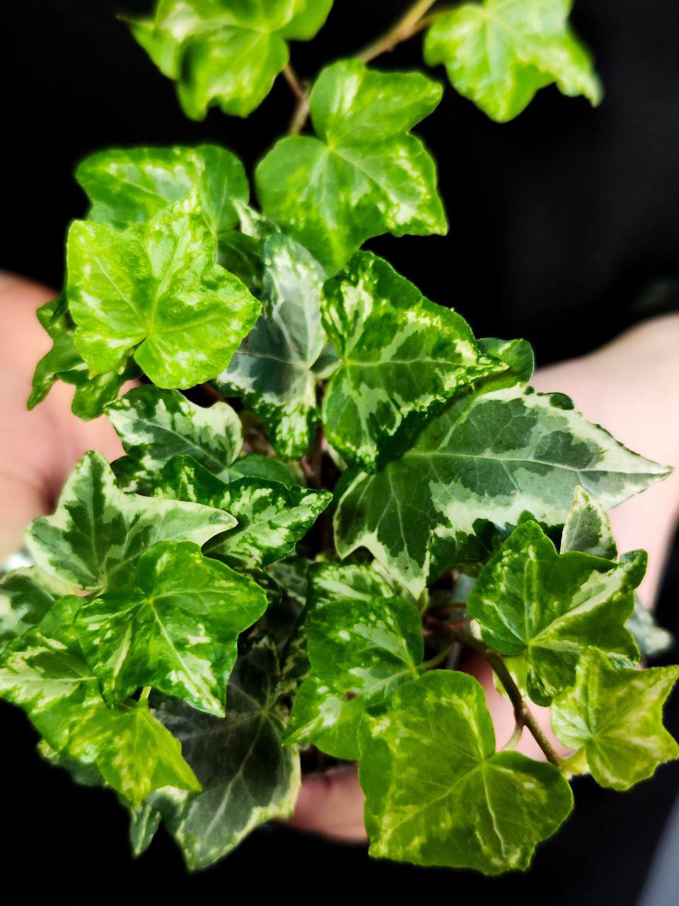 Хеликс Вариегата Мэджик, Плющ (Hedera Helix Variegata Magic) D6см
