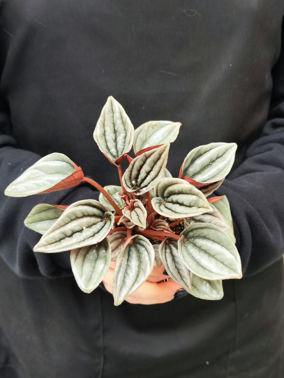 Пеперомия Каперата Мендоза (Peperomia Caperata Mendoza) D5см