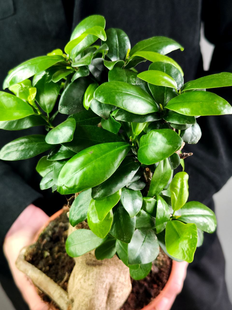 Фикус Микрокарпа Гинсенг (Ficus Ginseng) D17см