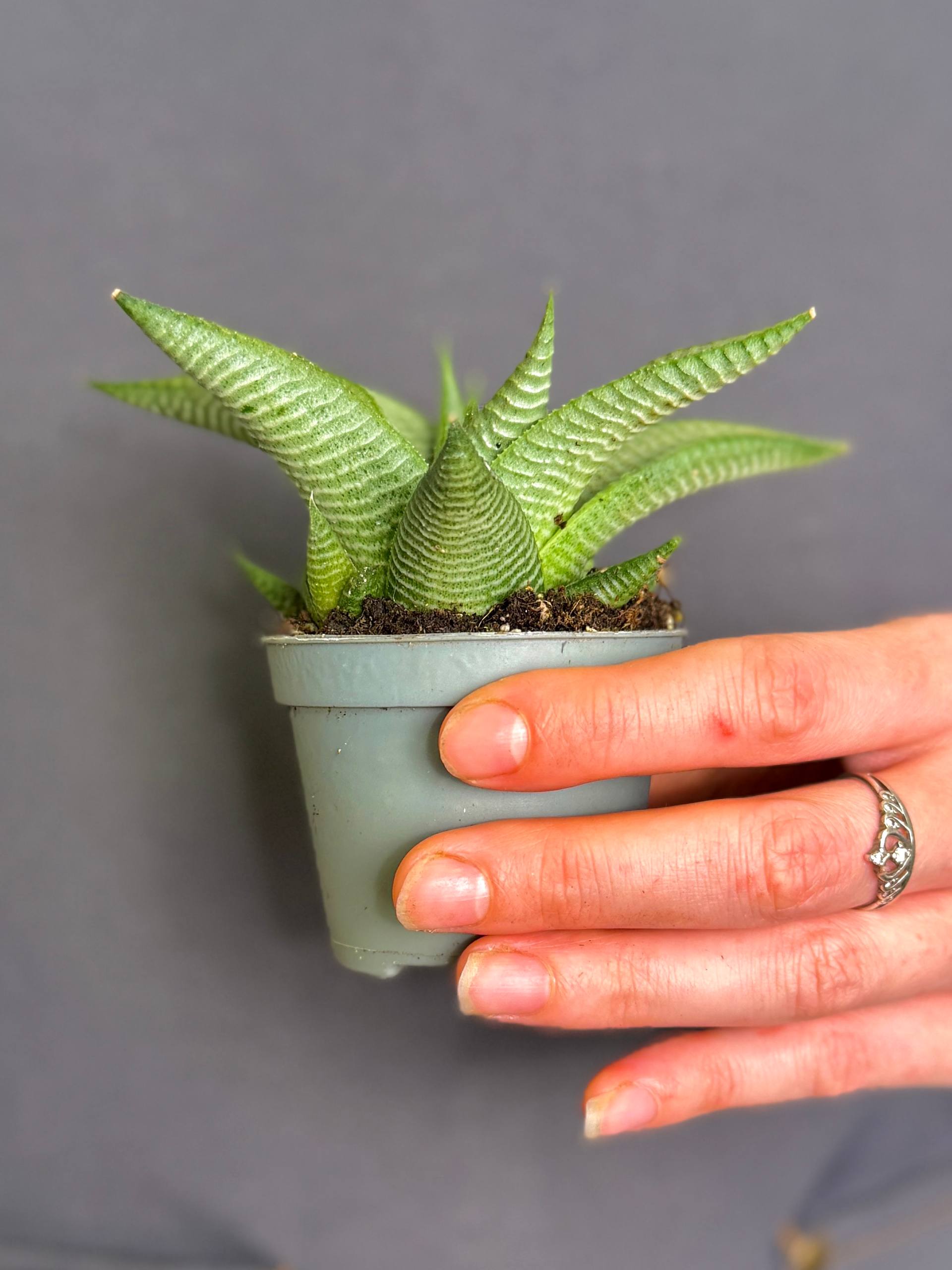 Хавортия Лимифолия Роукс (Haworthia Limifolia Roux) D5см