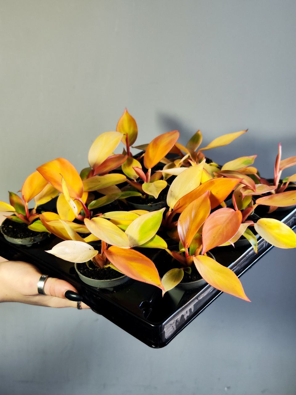 Филодендрон Принц Оранж (Philodendron Prince of Orange) D6см