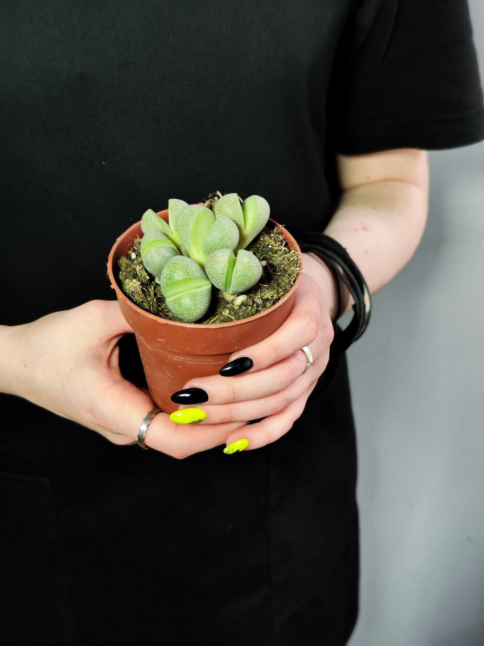 Плейоспилос Нелли Грин (Pleiospilos Nelii Green) D8см