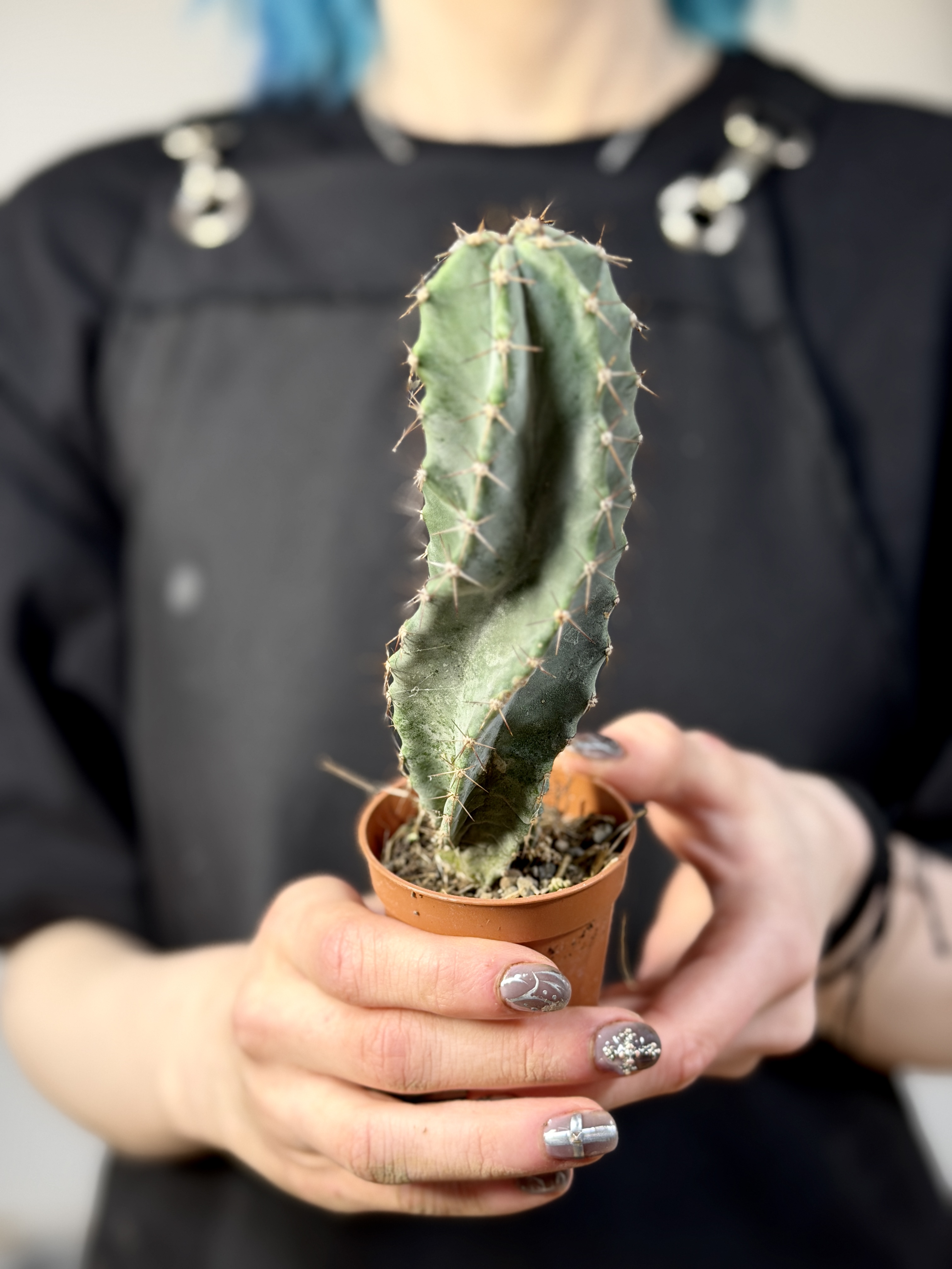 Кактус Лемэроцереус Спиралевидный (Cactus Lemaireocereus Spiral) D5см