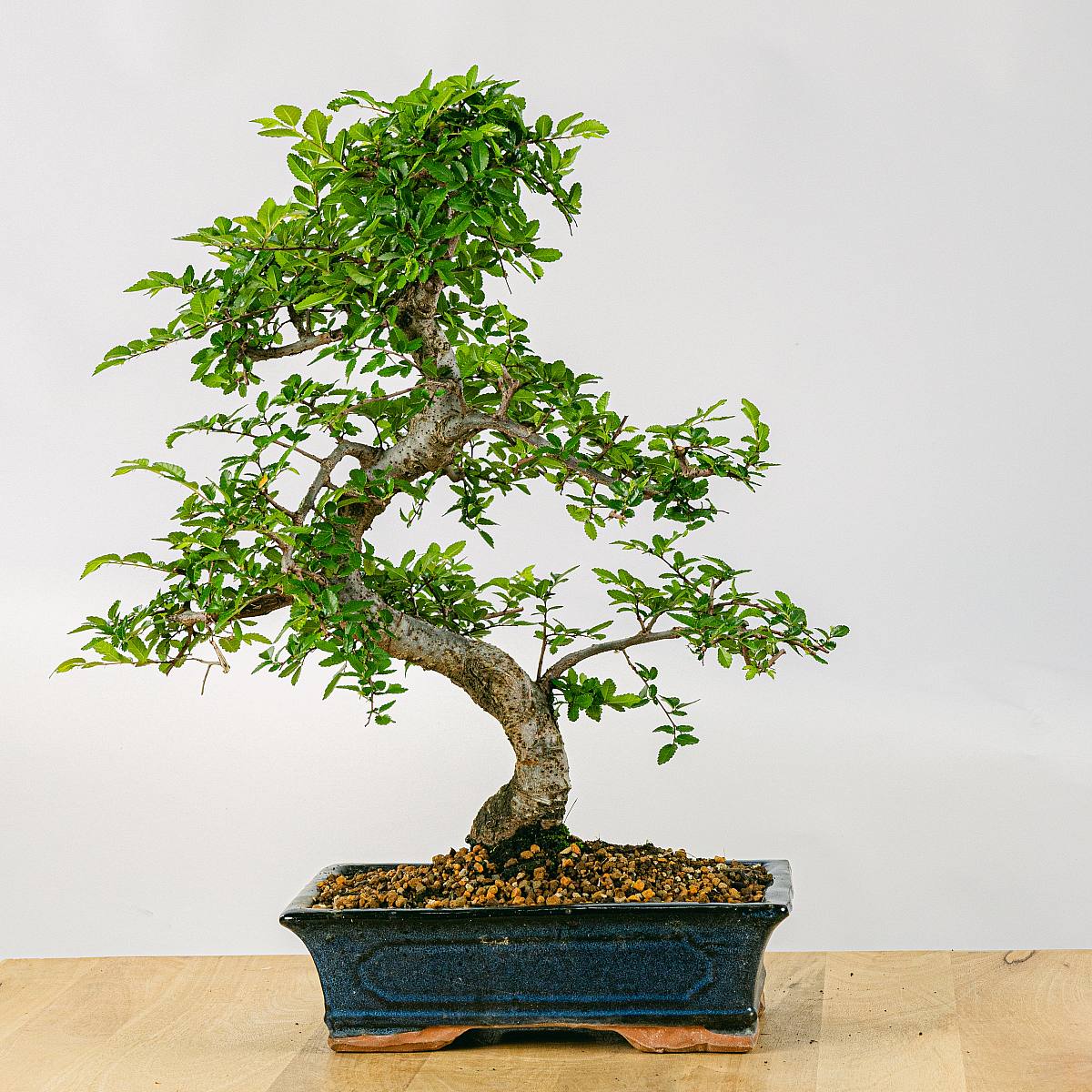 Бонсай Зелкова Извилистый (Bonsai Zelkova) D20см