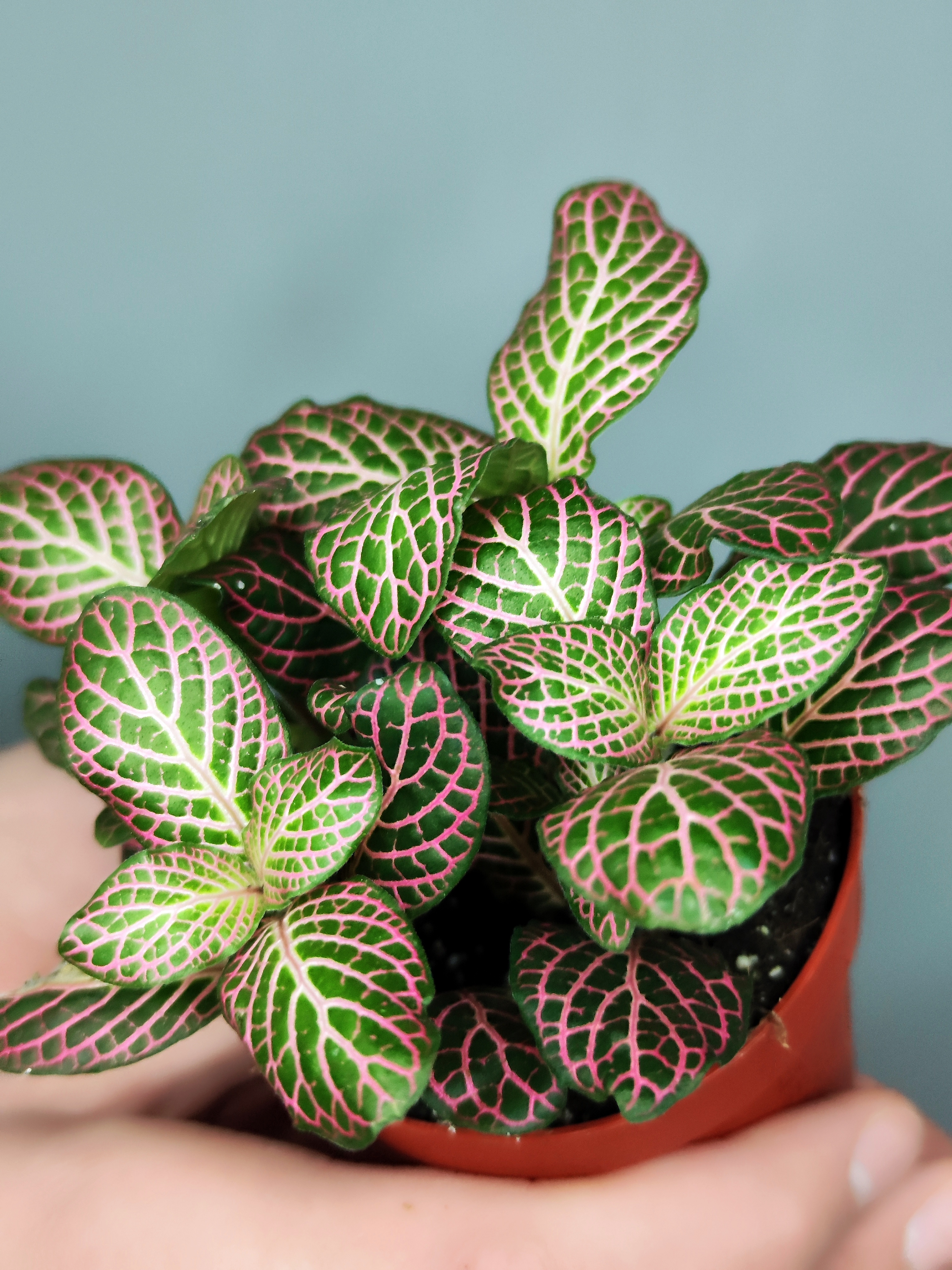 Фиттония Красный Ангел (Fittonia Red Angel) D8,5см