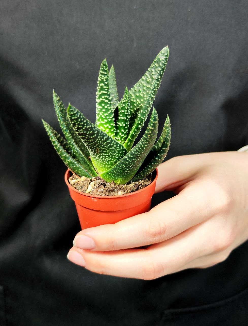 Гастералоэ Королевское Величество (Gasteraloe Royal Majesty) D5см
