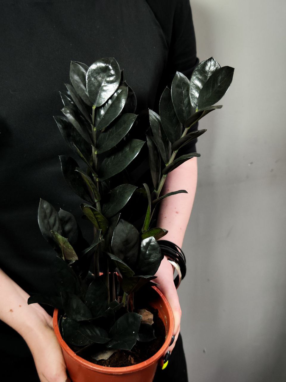 Замиокулькас Равен (Zamioculcas Raven) D14см