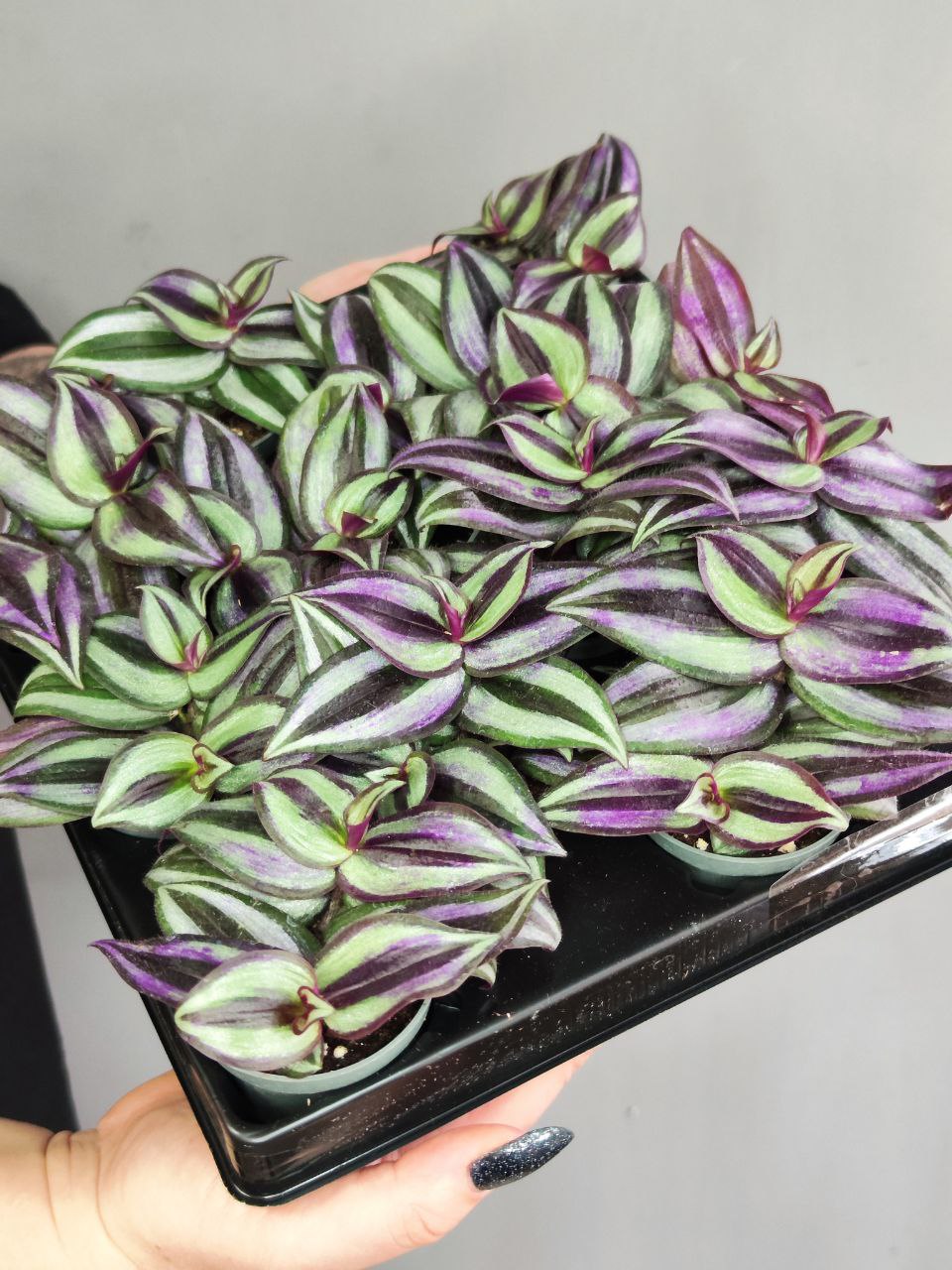 Традесканция Пинк Джой Зебрина (Tradescantia Pink Joy Zebrina)  D6см