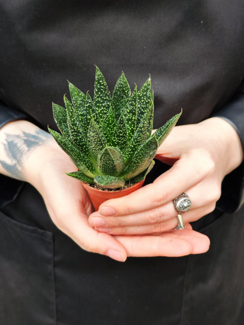 Гастерия Дуэ (Gasteria Due) D5см