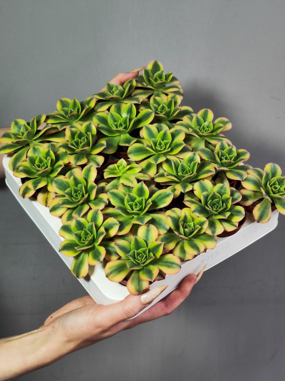 Эониум Старберст (Aeonium Starburst) D5см