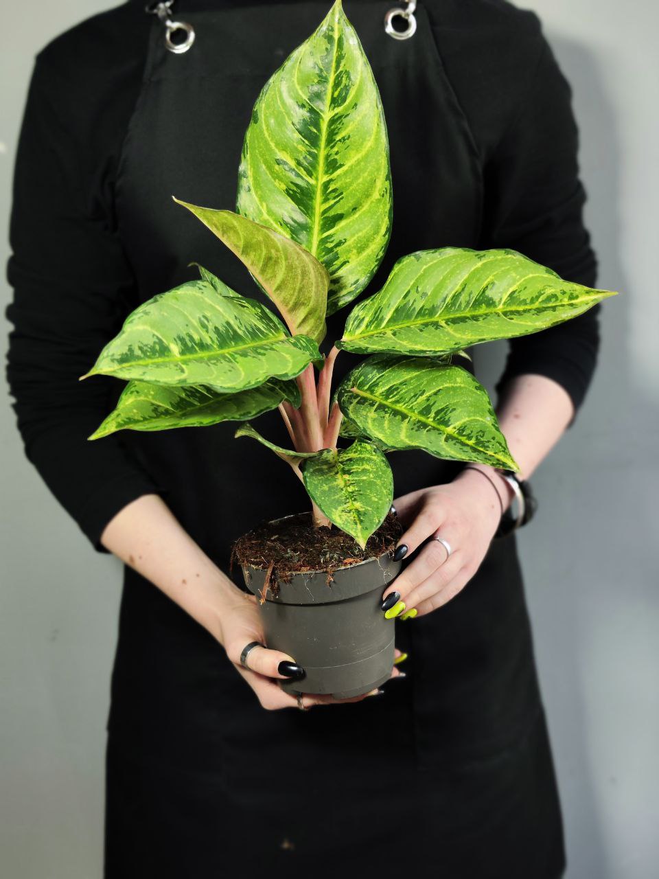 Аглаонема Шартрез Претти (Aglaonema Chartreuse Pretty) D12см