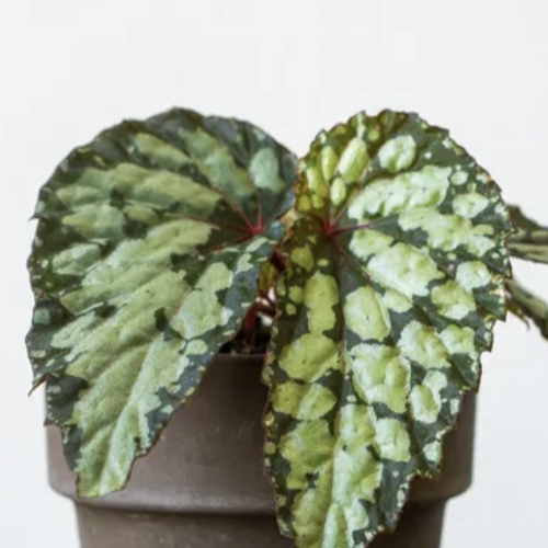 Бегония Люцифер (Begonia Lucifer) D8см