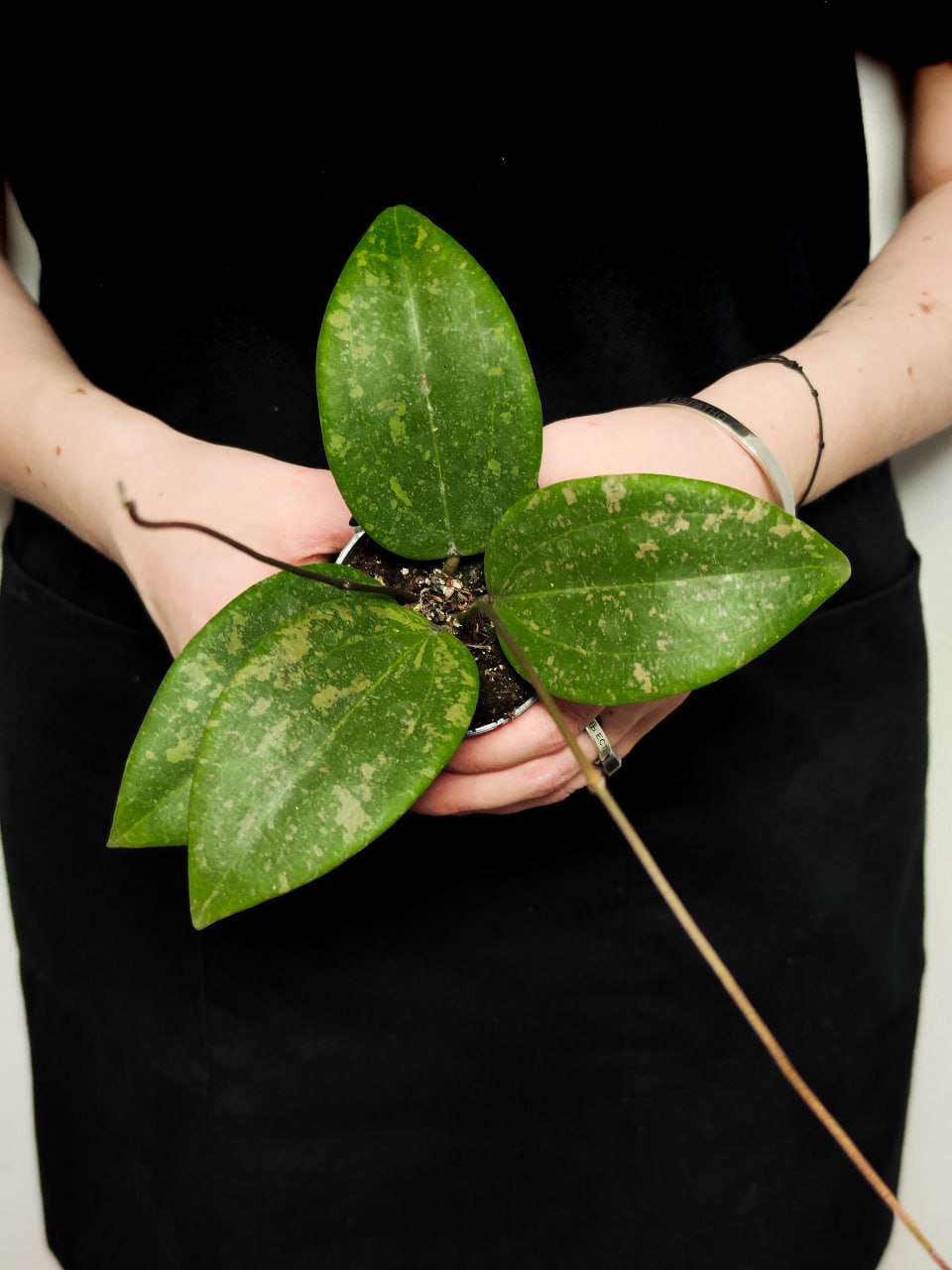 Хойя Виберджи (Hoya Wibergiae) D6см