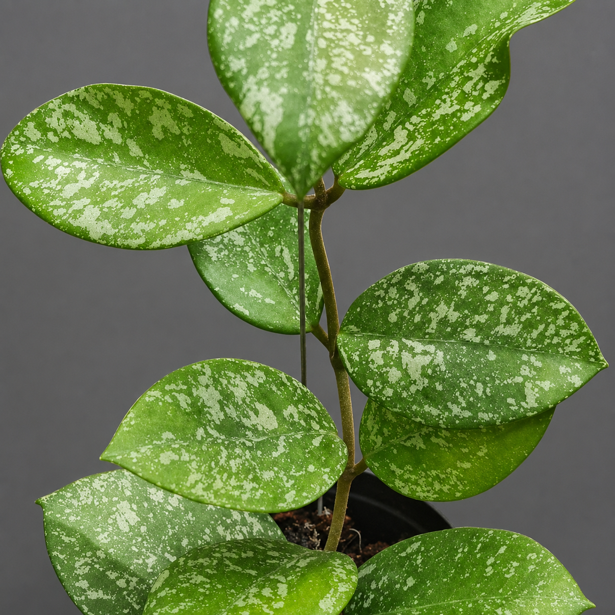 Хойя Карноза Фреклс Сплэш (Hoya Carnosa Freckles Splash) D6см