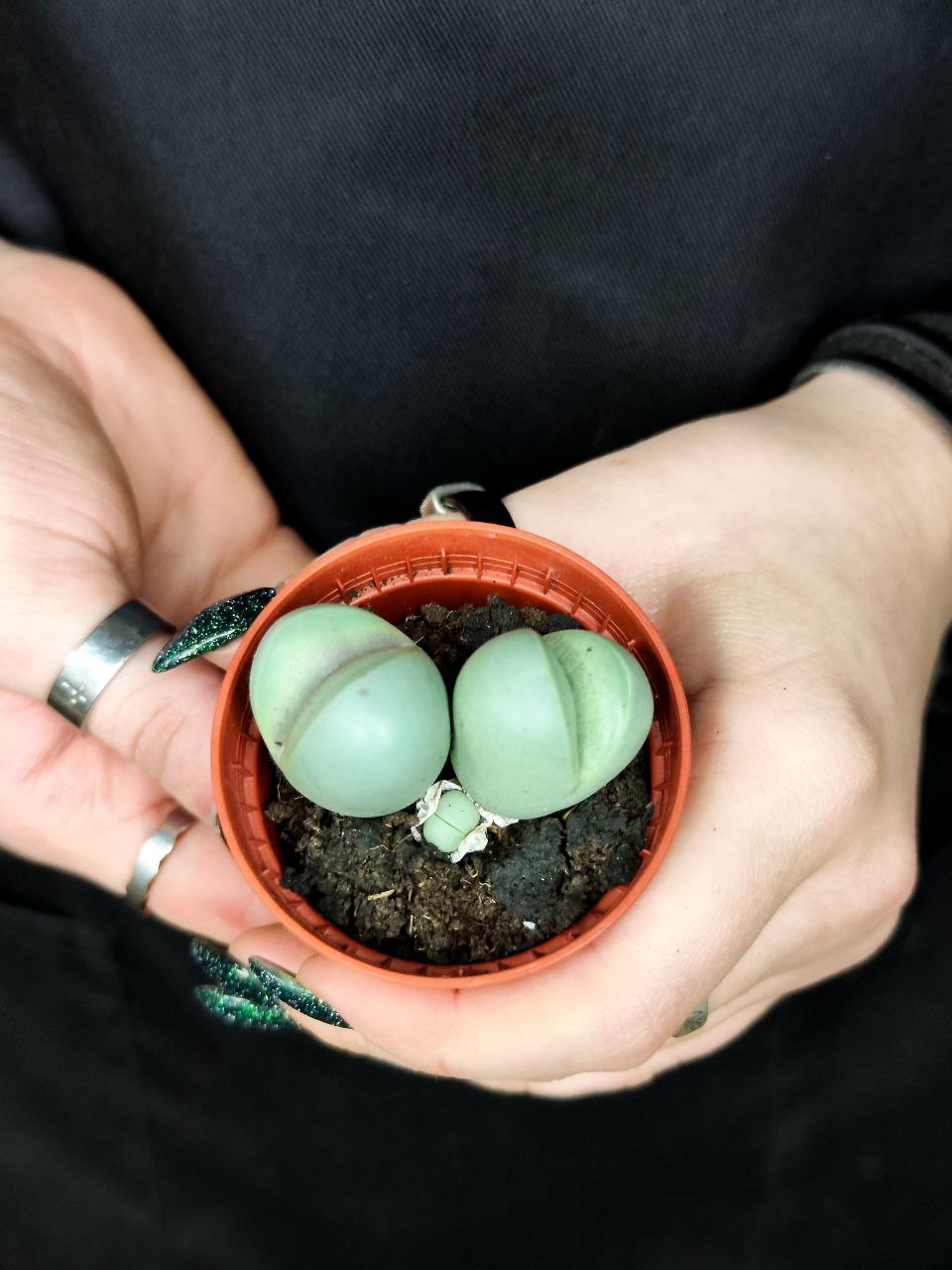 Динтерантус Пуберулес (Dintheranthus Puberules) D5см