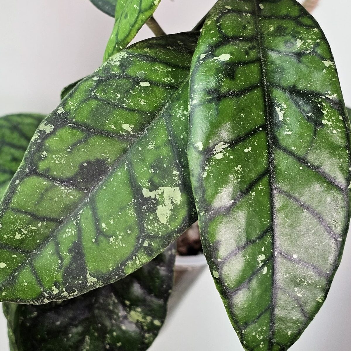 Хойя Каллистофилла Сплеш (Hoya Callistophylla Splash) D6см