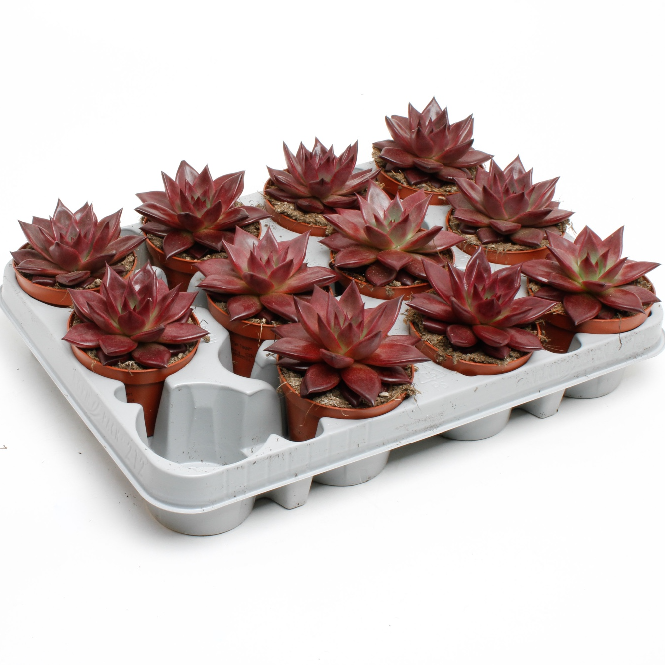 Эхеверия Таурус (Echeveria Taurus) D8см