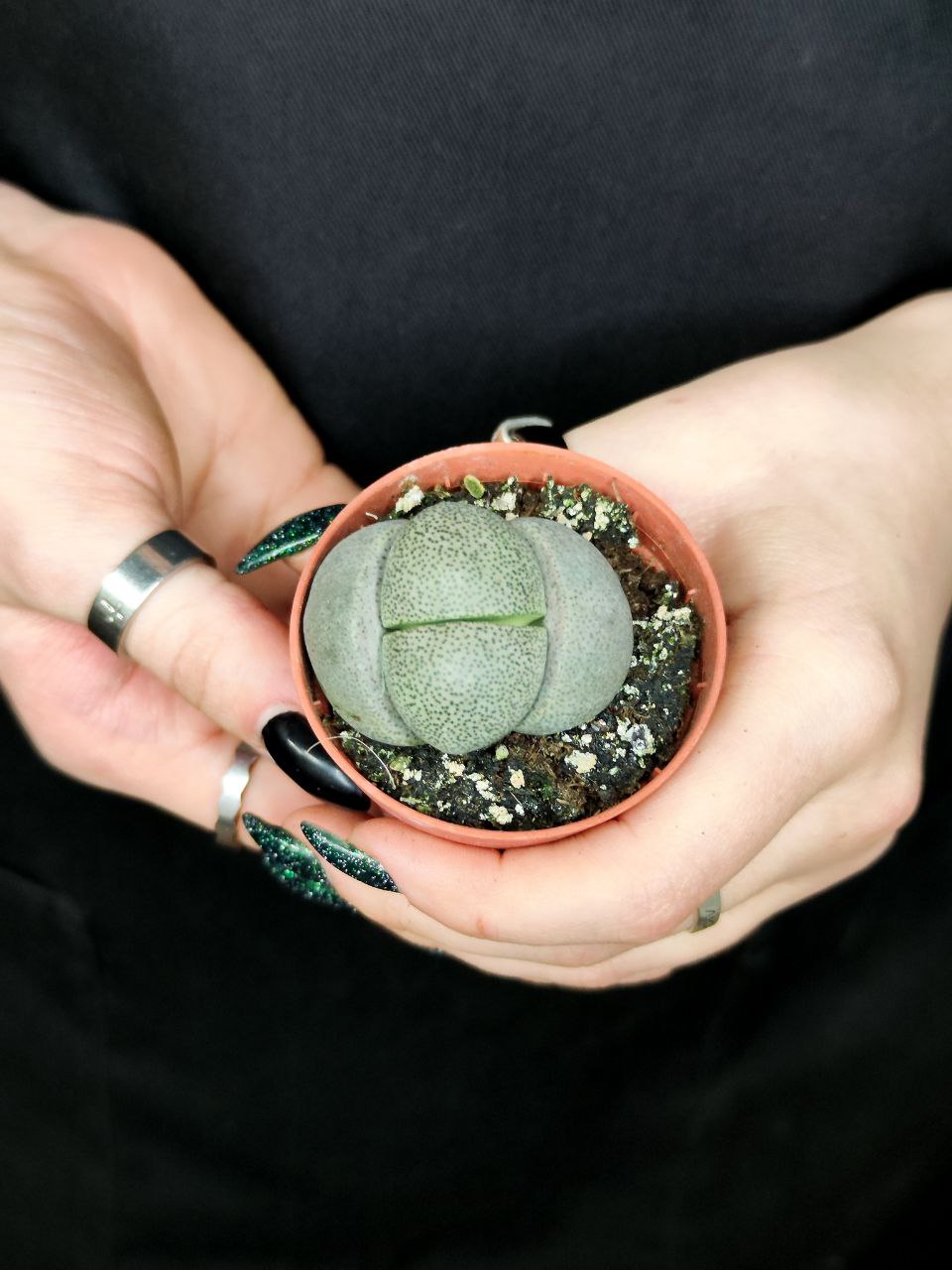 Плейоспилос Нелли Одиночный (Pleiospilos Nelii) D5см
